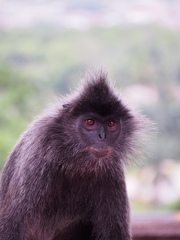 Trachypithecus selangorensis