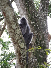 Trachypithecus selangorensis