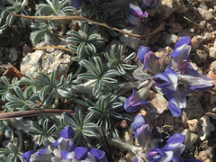 Lupinus breweri breweri