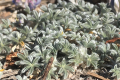 Lupinus breweri breweri