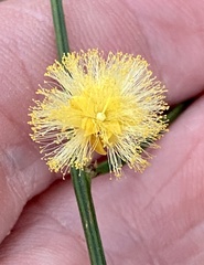 Alatae