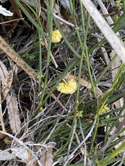 Alatae
