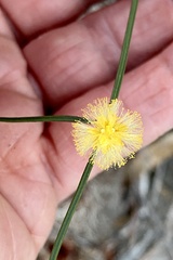 Alatae