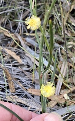 Alatae