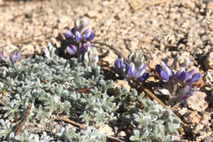 Lupinus breweri breweri