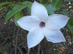 Cryptostegia