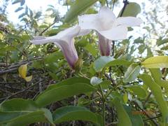 Cryptostegia