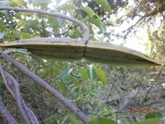 Cryptostegia