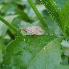 Micromus