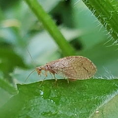 Micromus