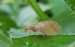 Micromus