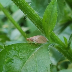 Micromus