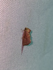 Elusa ustula