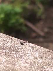 Dolichoderus sibiricus