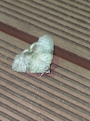 Blenina quinaria