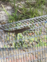 Anolis sagrei