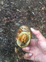 Hedleyella falconeri