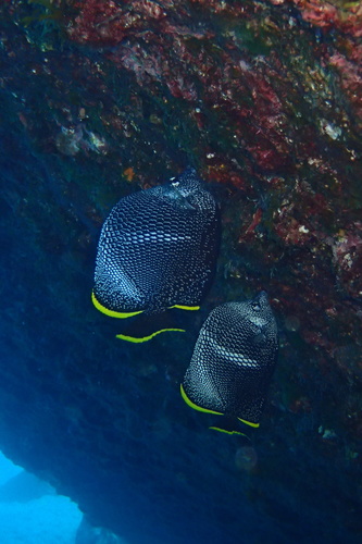 Wrought iron butterflyfish (Chaetodon daedalma) — Chaetodontidae