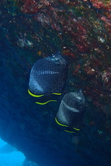 Chaetodon daedalma