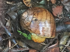 Hedleyella falconeri