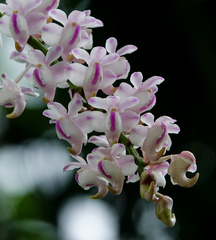 Aerides odorata