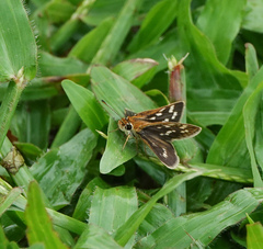 Taractrocera maevius
