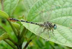 Paragomphus lineatus