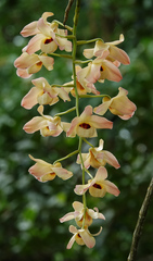Dendrobium moschatum