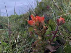 Castilleja litoralis