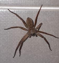 Heteropoda venatoria