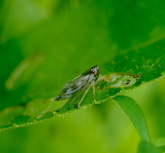 Evacanthus acuminatus