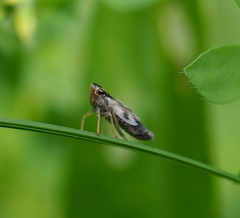 Evacanthus acuminatus