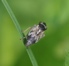 Evacanthus acuminatus