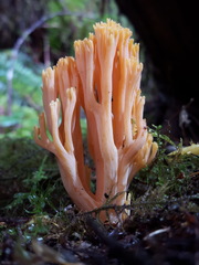 Ramaria leptoformosa