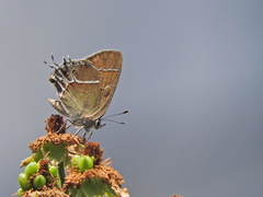 Callophrys xami xami