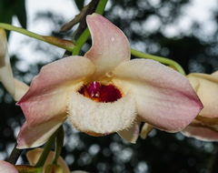 Dendrobium moschatum