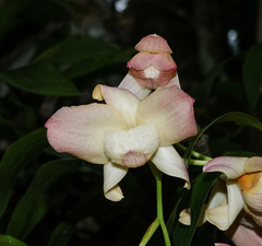 Dendrobium moschatum