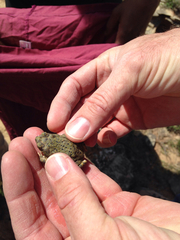 Anaxyrus debilis