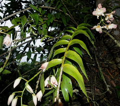Dendrobium moschatum