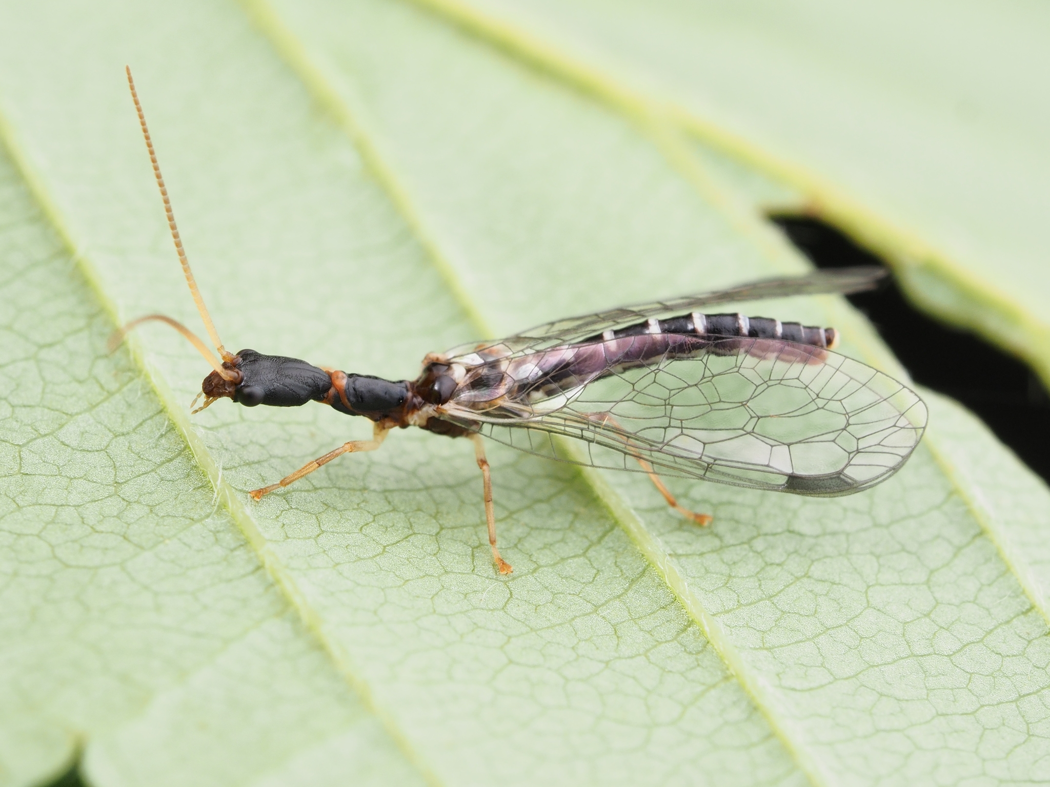 Sheep Bot Fly (NPS National Capital Region True Flies) · iNaturalist