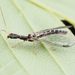 Inocelliidae - Photo (c) Ryosuke Kuwahara,  זכויות יוצרים חלקיות (CC BY-NC), uploaded by Ryosuke Kuwahara