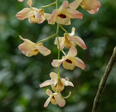 Dendrobium moschatum