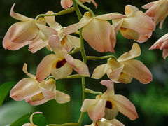 Dendrobium moschatum