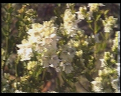 Prostanthera striatiflora