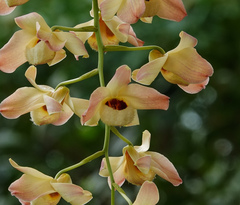 Dendrobium moschatum