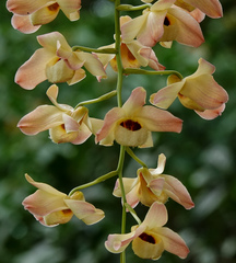 Dendrobium moschatum
