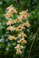 Dendrobium moschatum