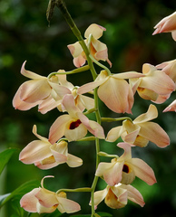 Dendrobium moschatum