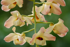 Dendrobium moschatum