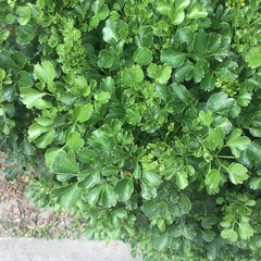 Polyscias balfouriana